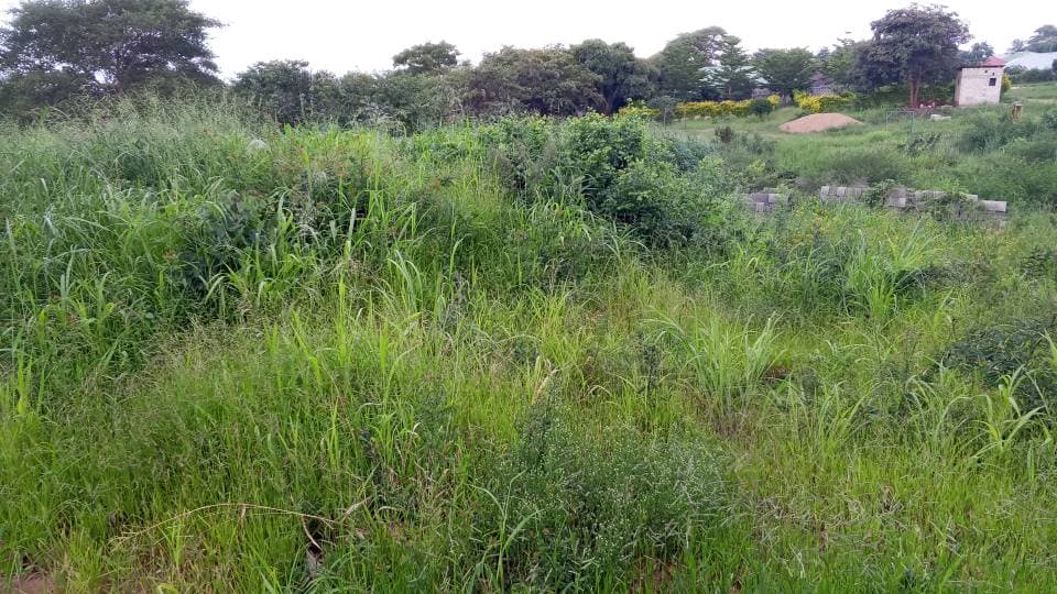 PLOT FOR SALE IN CHONGWE TOWN IBEX AREA PLOT FOR SALE IN CHONGWE TOWN K200,000 NEGOTIABLE 50M BY
