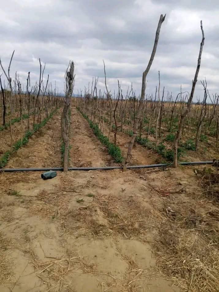 Farm for sale in chongwe town Farm land for sale in chongwe location - manyika area land size